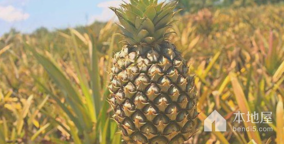 广东汕尾类型:美食鹅埠菠萝是汕尾市海丰县的一个特色水果,当地的土质