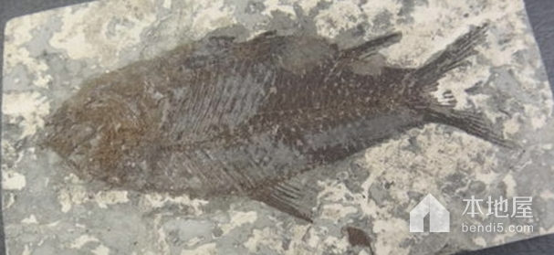 鱼化石产地