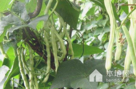 宣化芸豆