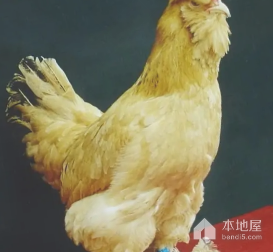 北京油鸡
