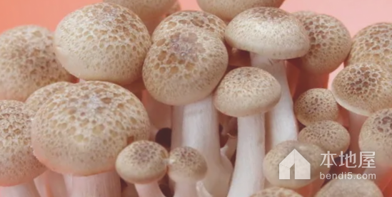 金湖蘑菇